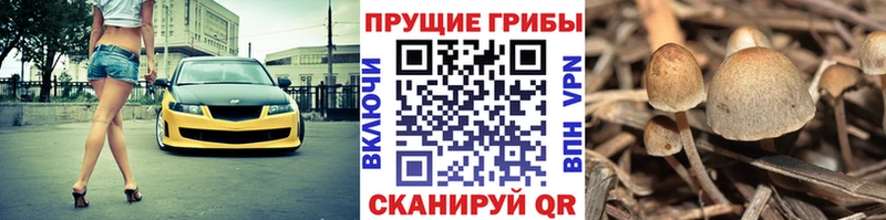 Псилоцибиновые грибы мицелий  mega как войти  Игра  наркотики 